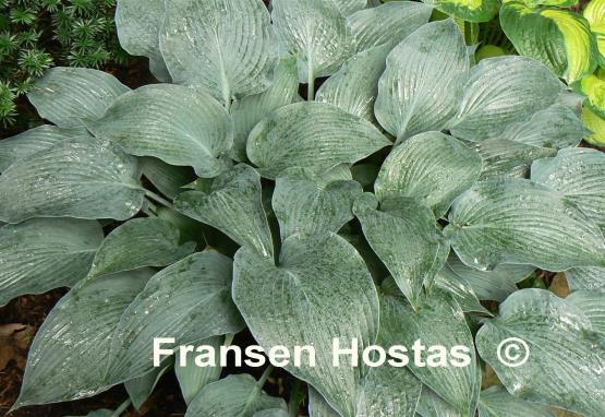 Hosta War Party